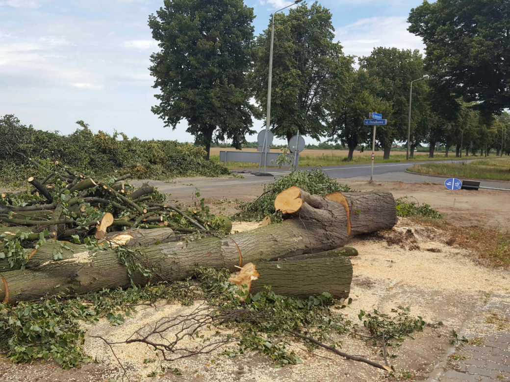 Były starsze od niejednego mieszkańca Leszna.  Z ul. Szybowników znikają dorodne lipy
