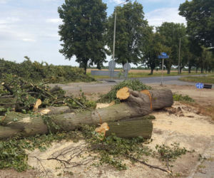 Były starsze od niejednego mieszkańca Leszna.  Z ul. Szybowników znikają dorodne lipy