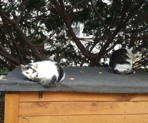 Kociarnia w Lesznie szykuje się do zimy. Potrzebny opał i karma