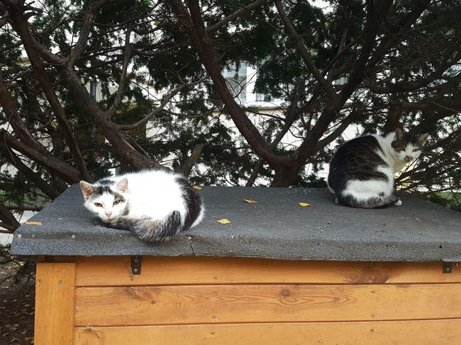 Kociarnia w Lesznie szykuje się do zimy. Potrzebny opał i karma