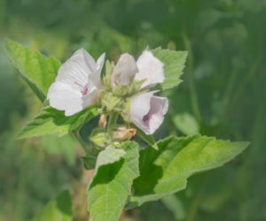 Prawoślaz