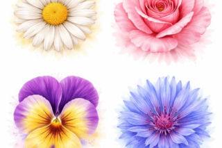 Psychotest. Wybierz jeden kwiat, i sprawdź, co mówi o twoim charakterze