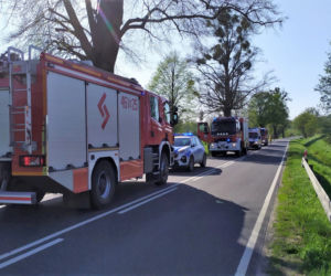 Wiosna w pełni, zwierzęta często przebiegają przez ulice. Policja apeluje o ostrożność!