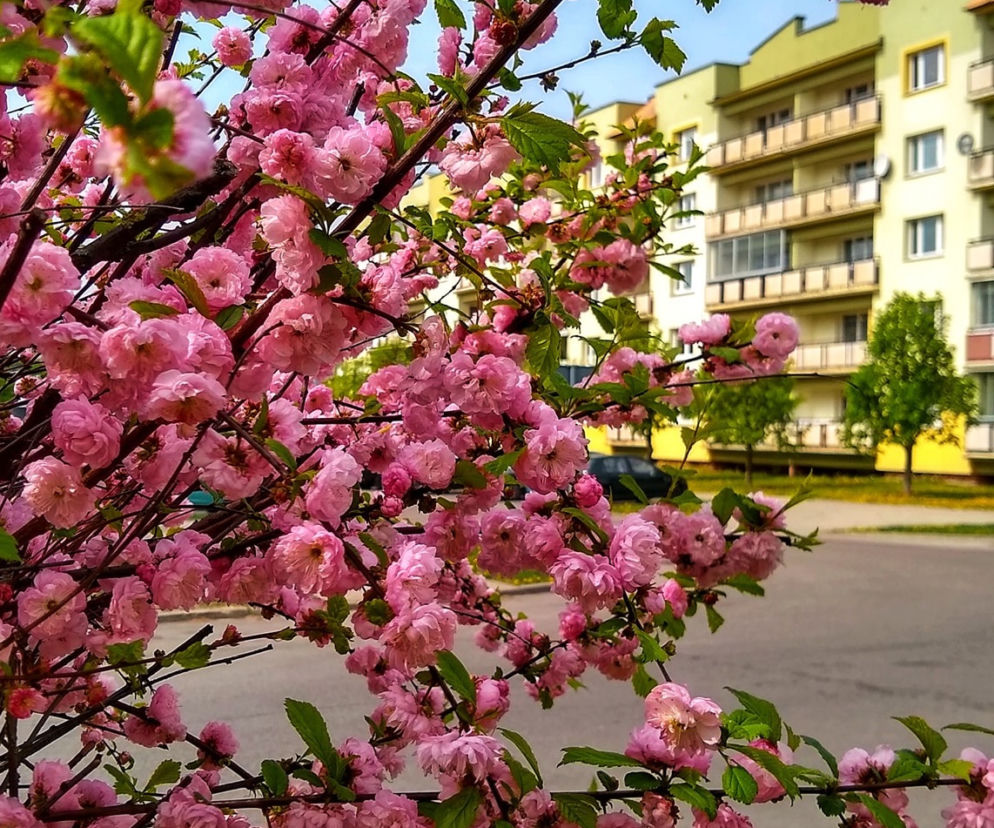 Wiosna na białostockim osiedlu [ZDJĘCIE DNIA]
