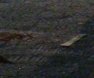 Krwawa jatka na Bemowie. Biegł ulicą z poderżniętym gardłem