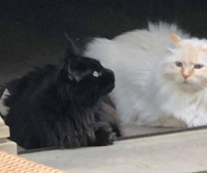 Maryla Rodowicz - koty nie przejedzą emerytury gwiazdy