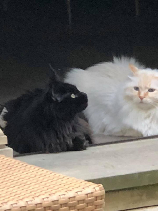 Maryla Rodowicz - koty nie przejedzą emerytury gwiazdy