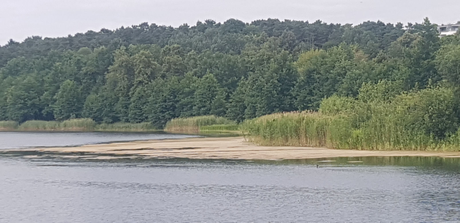 Jezioro Długie w Olsztynie zostanie oczyszczone z nadmiaru moczarki