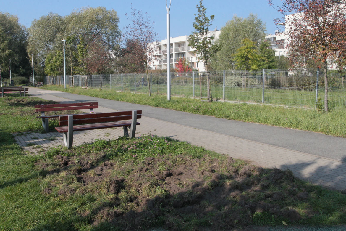 Dzikie harce dzików na Białołęce. Zwierzęta zdemolowały park!