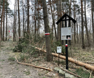 Drzewo runęło na mężczyznę w Emowie. Zginął na miejscu