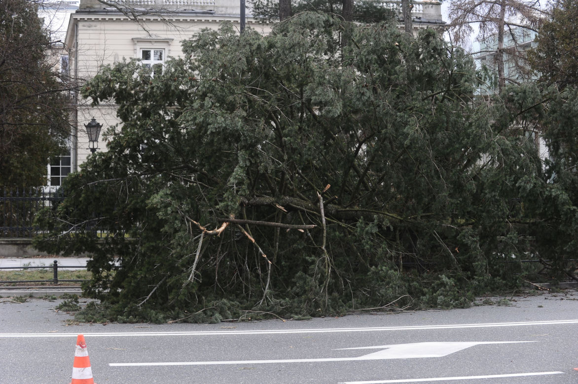Warszawa: Al Ujazdowskie, potężne drzewo spadło na autobus i zablokowało ulicę