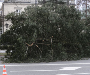 Warszawa: Al Ujazdowskie, potężne drzewo spadło na autobus i zablokowało ulicę