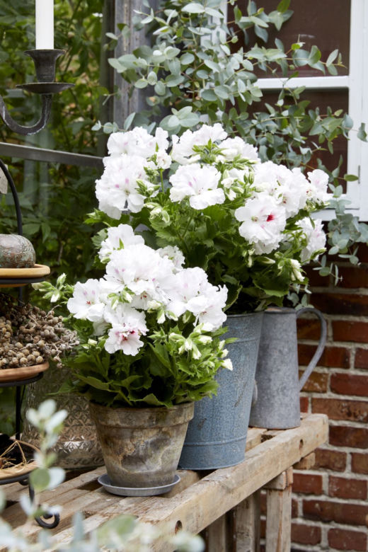 Białe pelargonie