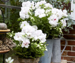 Białe pelargonie