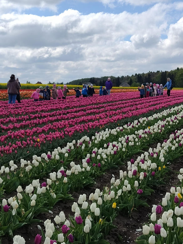 Tulipany w Świętokrzyskiem