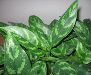 Aglonema