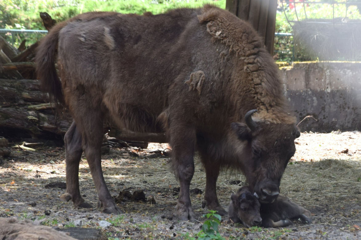 Oto nowi mieszkańcy ZOO w Poznaniu