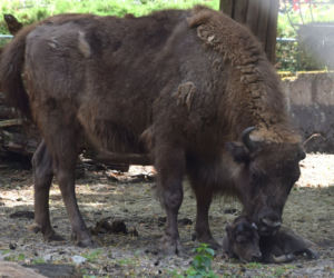 Oto nowi mieszkańcy ZOO w Poznaniu