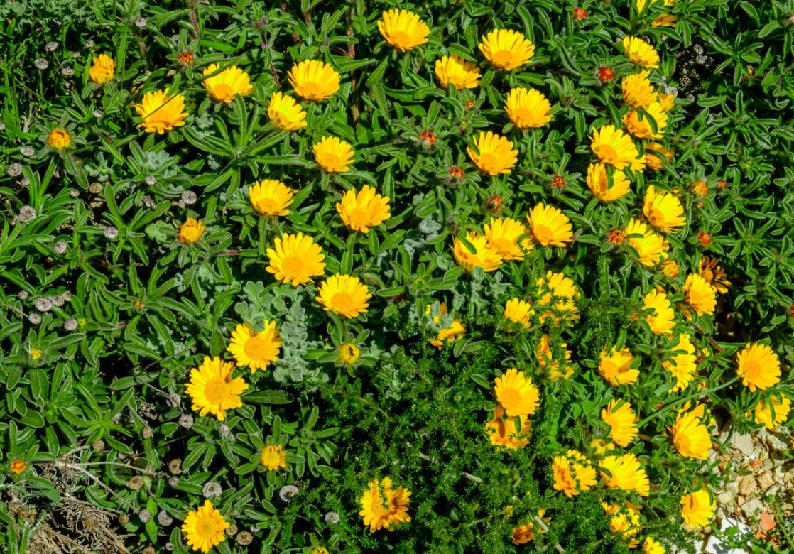 Asteriscus nadmorski