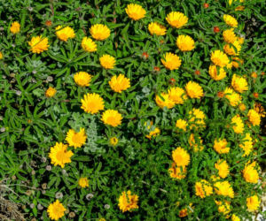 Asteriscus nadmorski