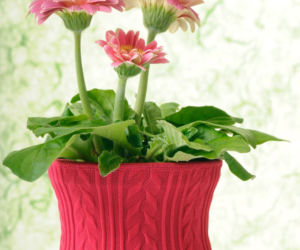 Gerbera