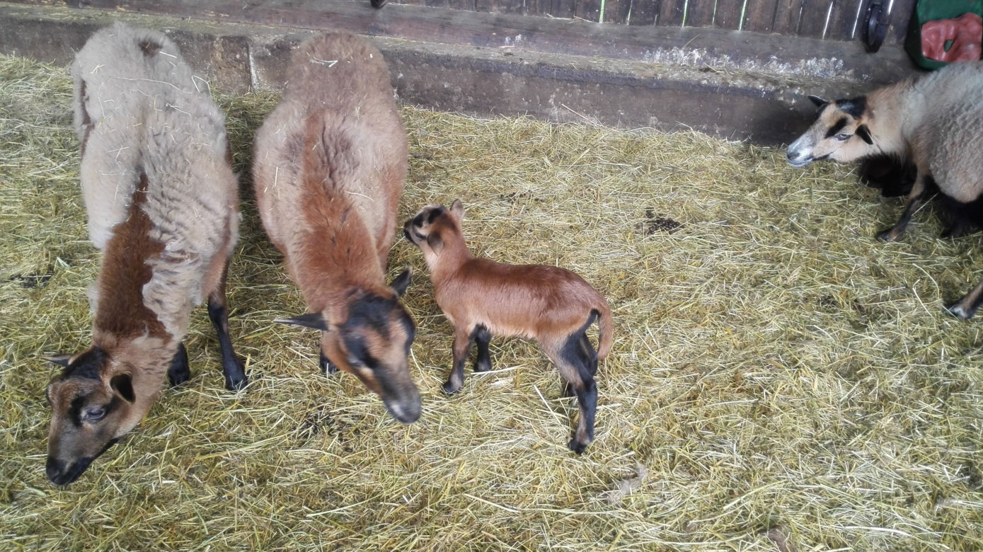 Małe kózki we wrocławskim zoo