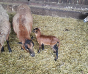 Małe kózki we wrocławskim zoo