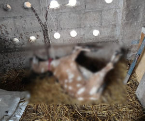 Rolnik z Podlasia bronił swojego bydła. Gdyby nie brat, to by mnie tam zatłukli