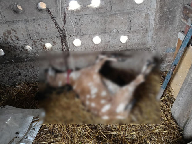 Rolnik z Podlasia bronił swojego bydła. "Gdyby nie brat, to by mnie tam zatłukli"