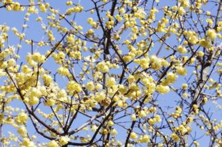 Zimokwiat wczesny - Chimonanthus praecox