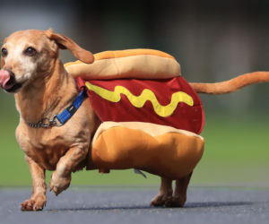 WYŚCIGI HOT-DOG-ÓW.