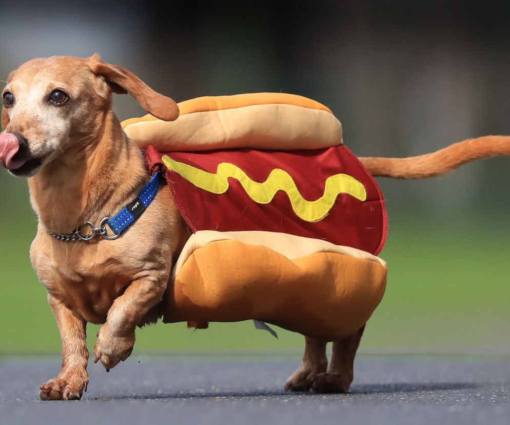 WYŚCIGI HOT-DOG-ÓW.