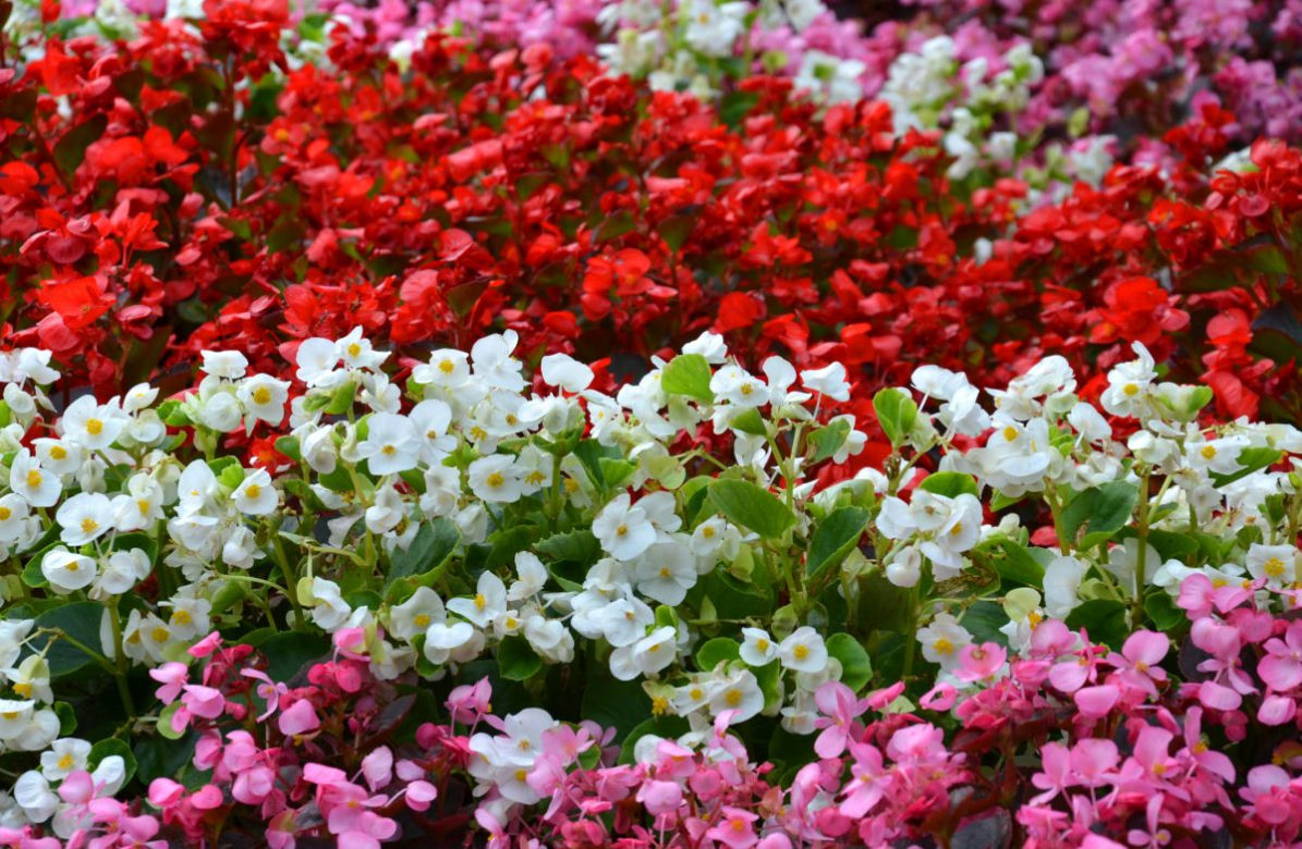 Begonia stale kwitnąca