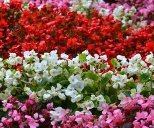 Begonia stale kwitnąca