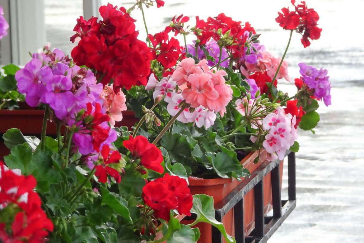 Pelargonie
