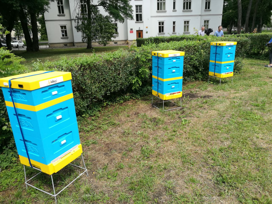 Pszczoły