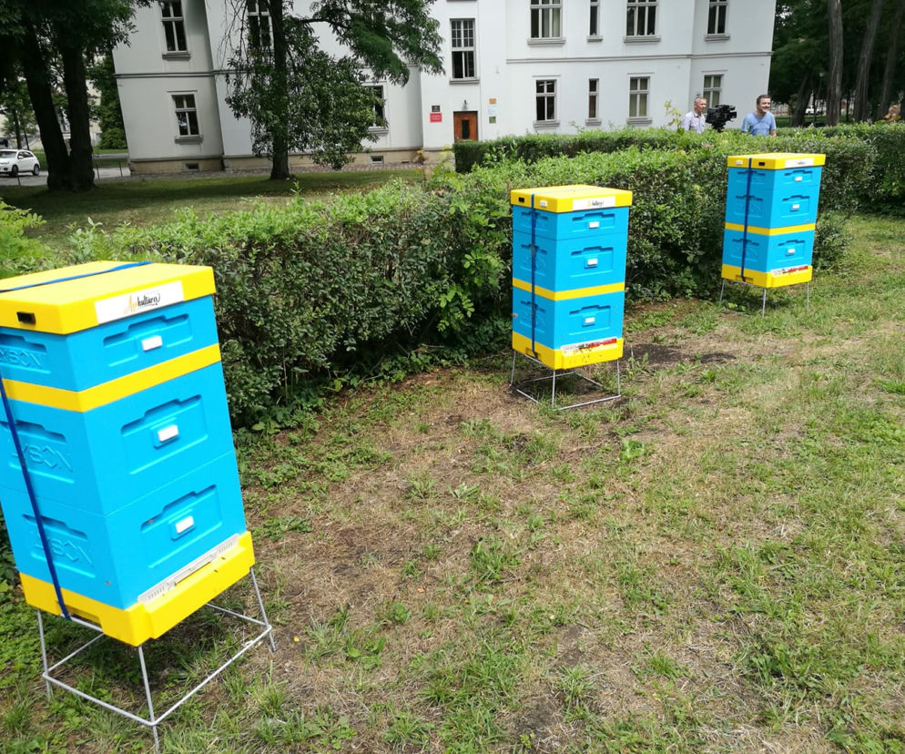 Pszczoły