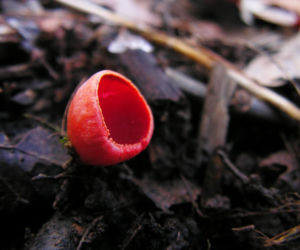 To nie żart! W polskich lasach już pojawiły się pierwsze grzyby. Wielu nie zdaje sobie sprawy, że są jadalne