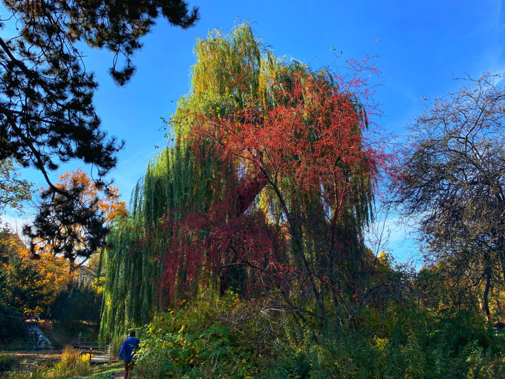 Jesień w ogrodzie botanicznym we Wrocławiu