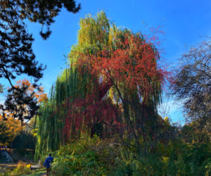 Jesień w ogrodzie botanicznym we Wrocławiu