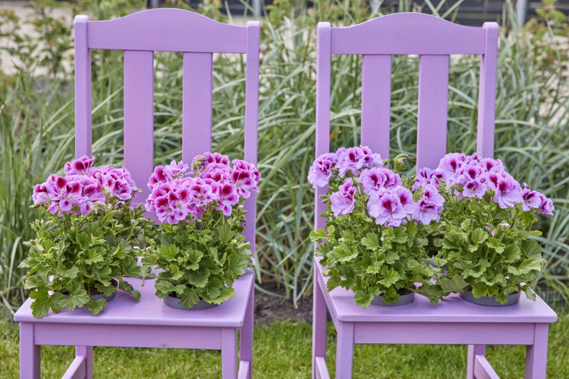 Pelargonie 