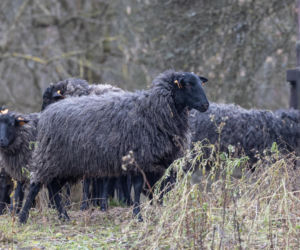 Nie lekarz, nie tabletki – owce! Niezwykła terapia spod Poznania