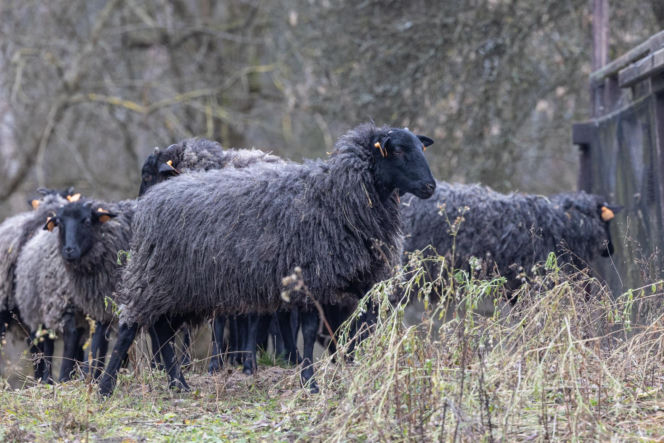 Nie lekarz, nie tabletki – owce! Niezwykła terapia spod Poznania