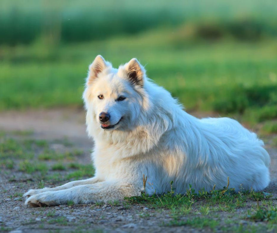 Samoyed