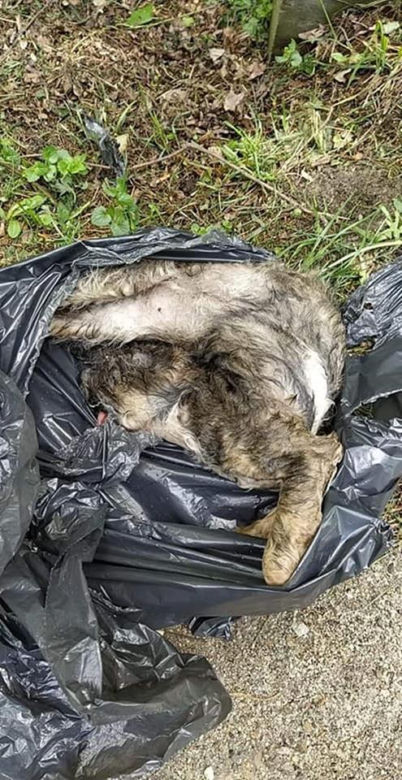 Podkarpackie. Suczka czuwała nad ciałami szczeniąt