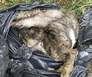 Podkarpackie. Suczka czuwała nad ciałami szczeniąt