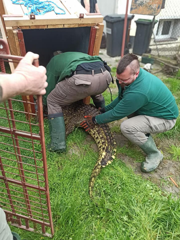 Krokodyl nilowy w poznańskim zoo