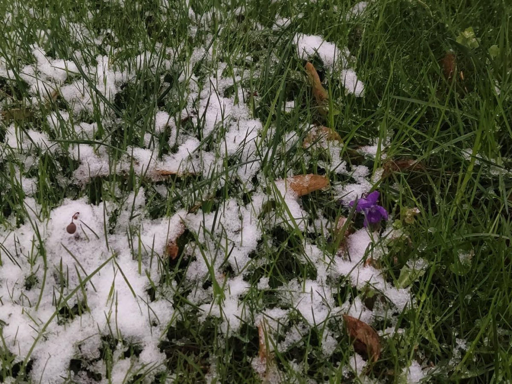 Zima w kwietniowym Zamościu. Sypnęło śniegiem