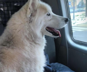 O psie, który jeździł koleją. Puchaty pasażer na gapę wysiadł na stacji w Ciechanowie