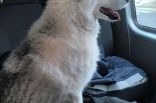 O psie, który jeździł koleją. Puchaty pasażer na gapę wysiadł na stacji w Ciechanowie